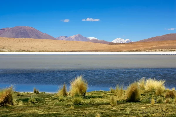 Laguna colorada, Bolivien Stockbild