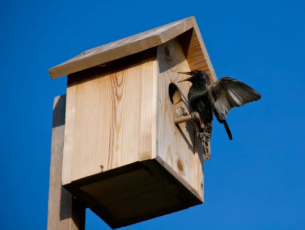 Birdhouse with blackbird Stock Image