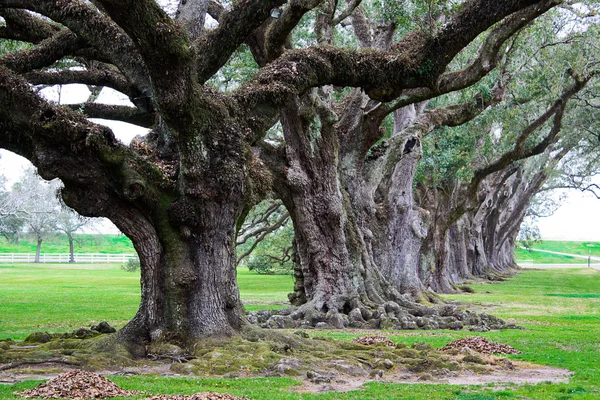 stock image Oak alley