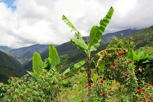 Banán strom v horách — Stock fotografie