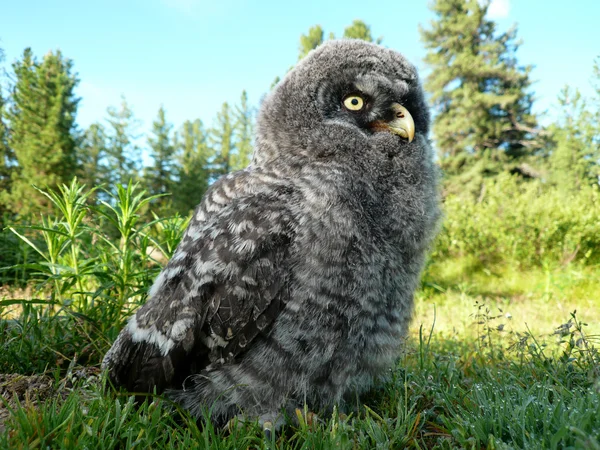 stock image Nestling of the owl common