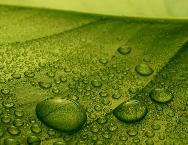 Gocce d'acqua su una foglia d'impianto — Foto Stock