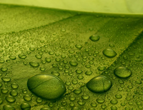 Капли воды на листьях растений Стоковое Изображение