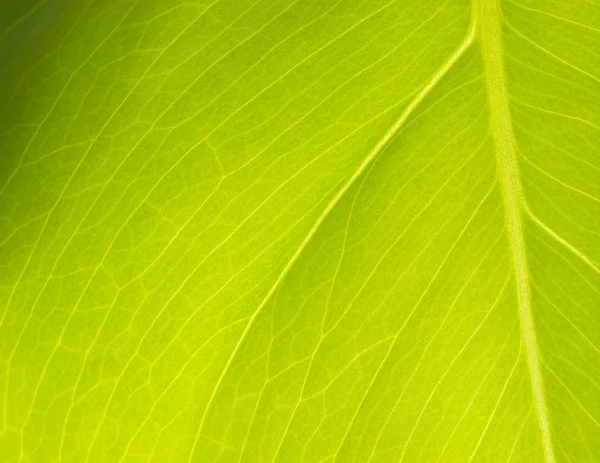 stock image New Leaf