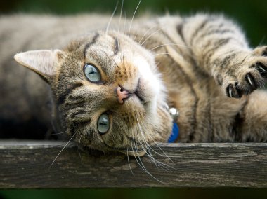 Cat on a garden bench clipart