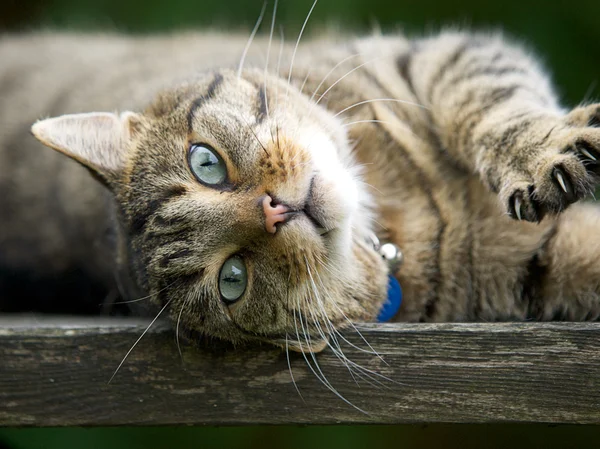 Kat op een tuin bankje — Stockfoto