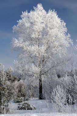 Belarus winter clipart