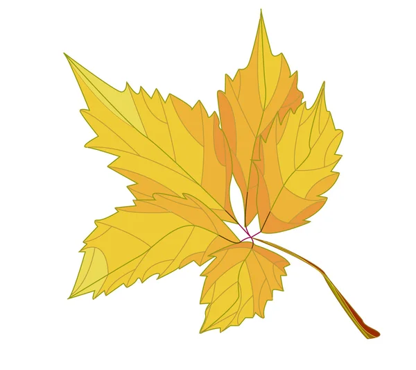 Beautiful colored autumn leaf isolated on white — Stock Vector