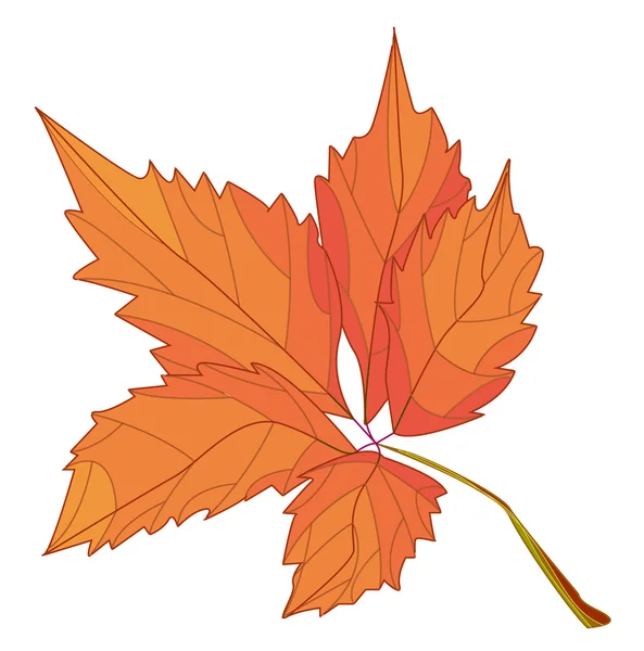 Krásné barevné podzimní listí izolovaných na bílém — Stockový vektor