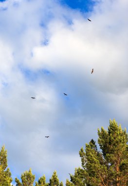 Flock of hawks clipart