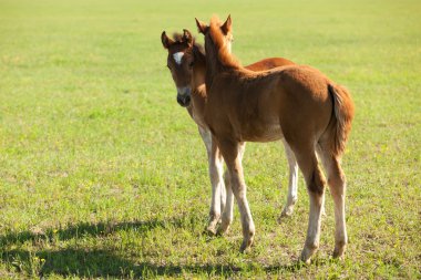 Two foals clipart