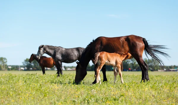 Mare & Foal — Stock Photo, Image