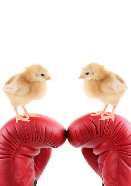 stock image Boxing and chicks