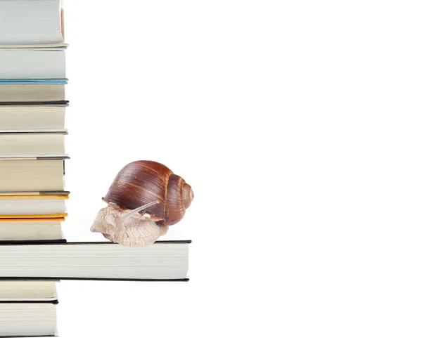 书籍和蜗牛 — 图库照片