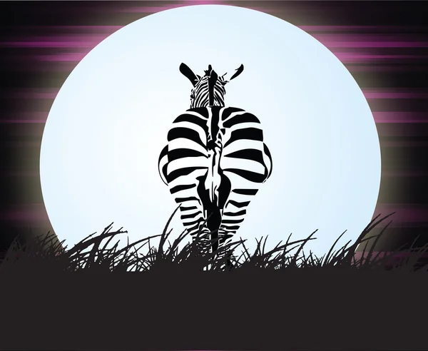 Zebra v noci — Stock fotografie