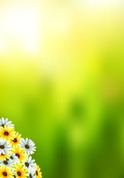 Lente en de zomer bloemen — Stockfoto