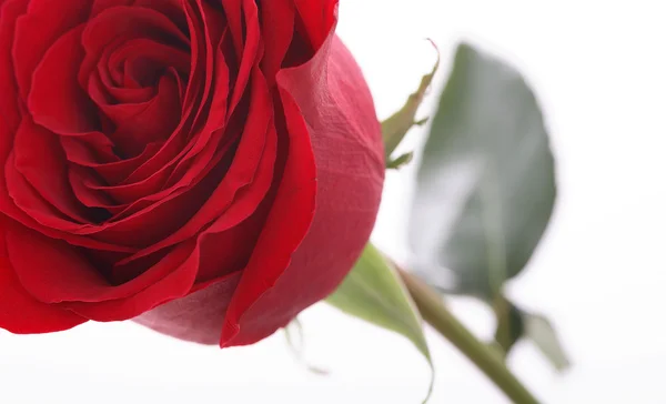 stock image Red rose