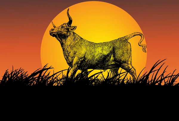 Ταύρο στο ηλιοβασίλεμα — Φωτογραφία Αρχείου