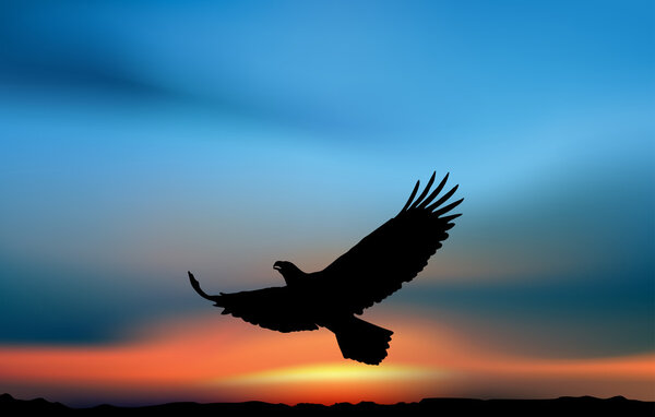 Flying eagle in the sunset