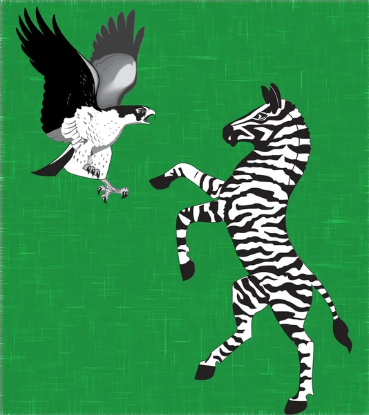 Hawk and zebra — Stock Photo, Image