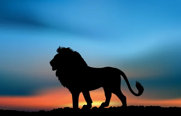 Αφρικανικό λιοντάρι στο ηλιοβασίλεμα — Φωτογραφία Αρχείου
