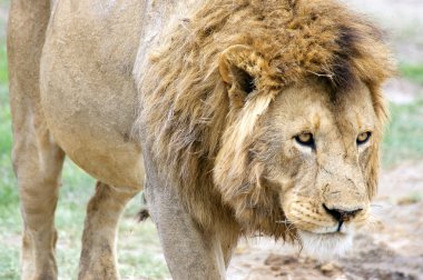 Afrika aslanı (Panthera leo)