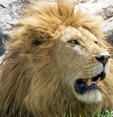 Afrika aslanı (Panthera leo)