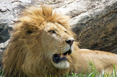 Afrika aslanı (Panthera leo)