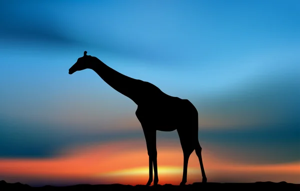 Giraffe in the savanna sunset — Stock Photo, Image