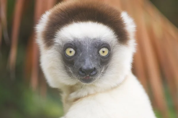 Lemur silky sifaka, Madagascar — Stock Photo, Image
