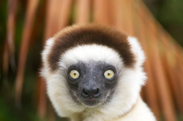 Lemur silkeslen Sifaka.på, Madagaskar — Stockfoto