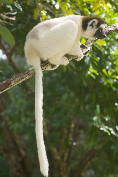 Sifaka soyeux lémurien — Photo