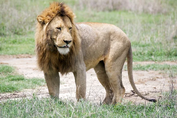 Африканський Лев (лев) — стокове фото