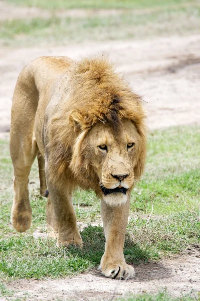 Αφρικανικό λιοντάρι (Panthera leo) — Φωτογραφία Αρχείου