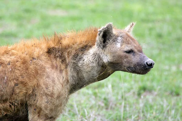Hyena (Crocuta crocuta) — Stock Photo, Image