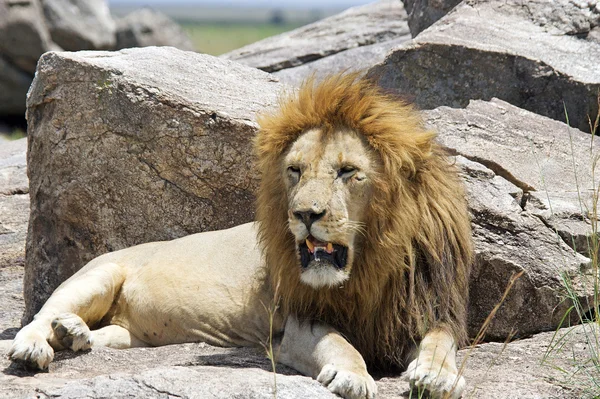 Африканський Лев (лев) — стокове фото