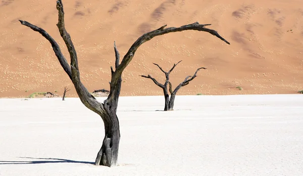 Dead vlei en el nabib naukluft park, desierto de namib, namibia — Foto de Stock