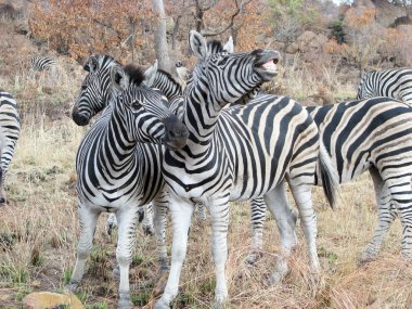 Zebras (Equus burchellii) clipart