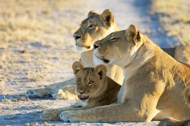 Two african lioness with cubs clipart