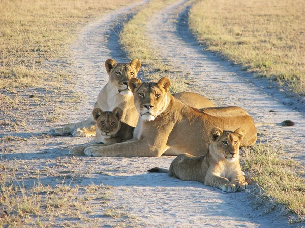 Duas leoa africana com filhotes — Fotografia de Stock