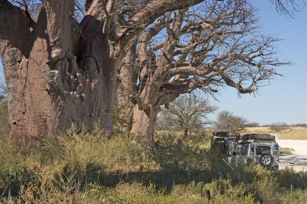 Botswana — Stok fotoğraf