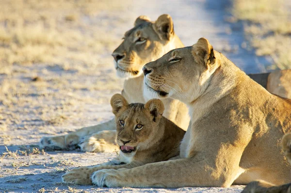 Duas leoa africana com filhotes — Fotografia de Stock