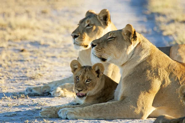 Stock image Two african lioness with cubs