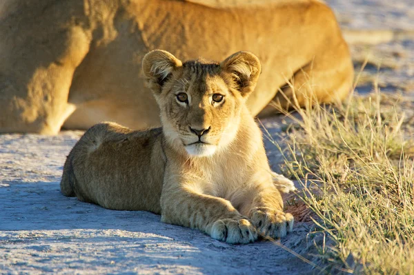 Lion cub at dawn — Stock Photo, Image