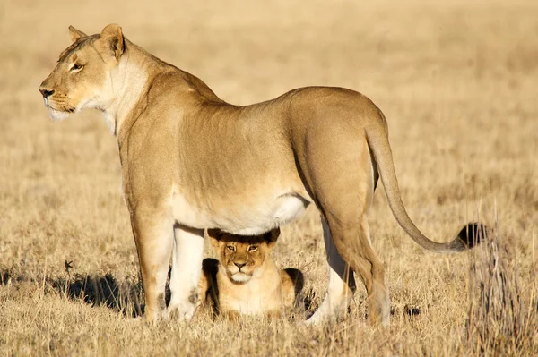 Afryki lwica z młode — Zdjęcie stockowe