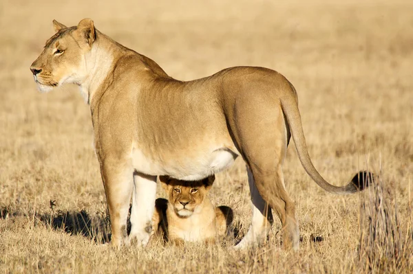 stock image African lioness with cubs