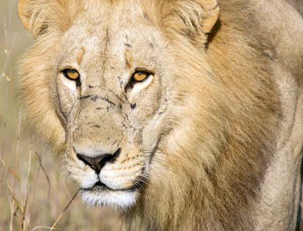 Африканський лев — стокове фото