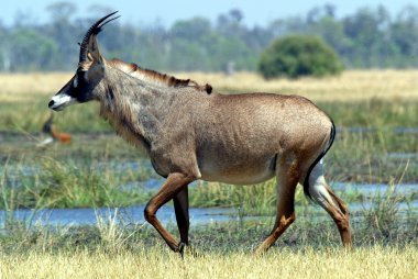 Roan antelope clipart