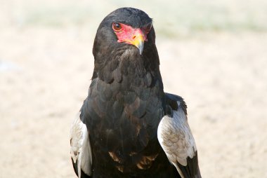bateleur kartalı