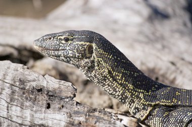 Nile monitor lizard clipart